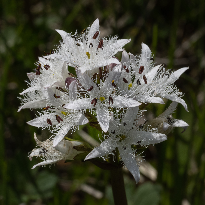 20220515-Wageti-Z7-0511